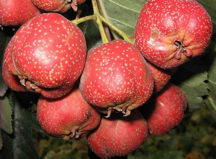 Hawthorn Berry Seeds Crataegus Laevigata tree seed